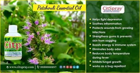 Natural Patchouli Essential Oil At Best Price In Nagpur Mangalam Agro