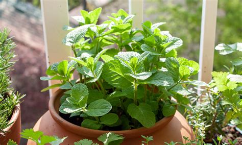 Cómo Cuidar Una Planta De Menta En Maceta