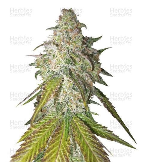 Sour Diesel Feminized Seeds For Sale Herbies Seeds