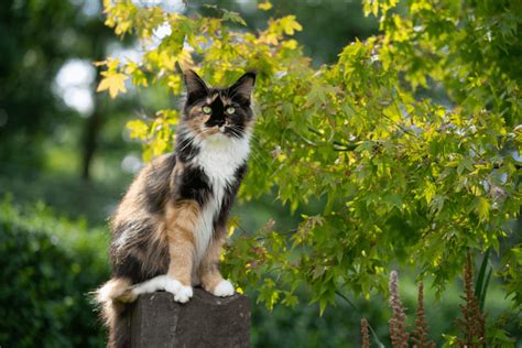 Maine Coon Cat Calico: The Gorgeous Feline Breed with Unique Coat ...