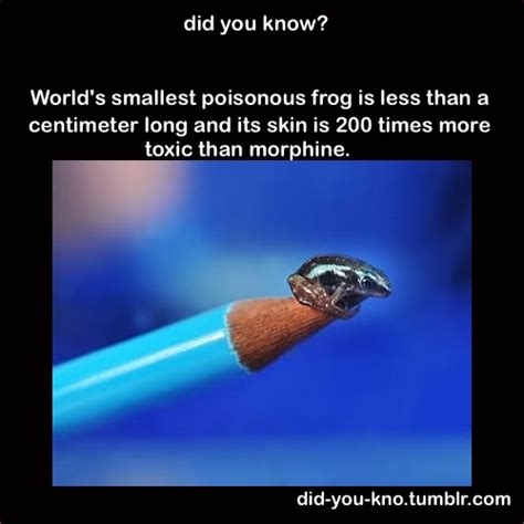 Did You Know 10 Fun Weird And Interesting Facts