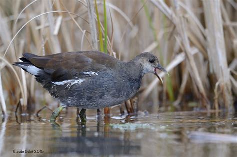 Gallinule Poule D Eau Gallinula Chloropus Common Moorh Flickr