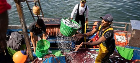 Dia Internacional De Combate à Pesca Ilegal Ressalta Papel Da Sustentabilidade Onu News