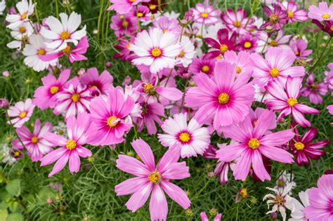 Cosmos Sensation Picotee Cut And Come Again Flowers Attracts Birds And