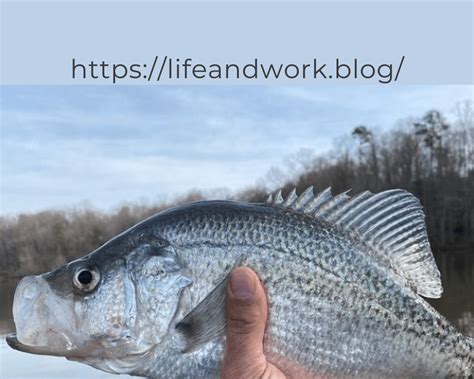 The Best Baits For Crappie Fishing