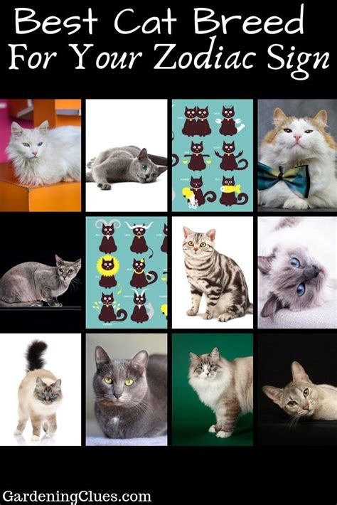 Cat Breeds For Zodiac Signs Pets Lovers