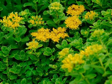 Different Kinds Of Stonecrop Sedum Slideshow