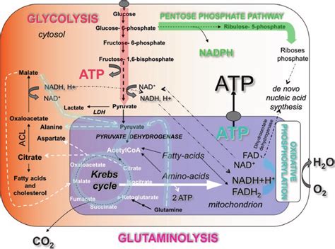 Fig. 2.1 Main pathways of cellular and mitochondrial energy metabolism ...