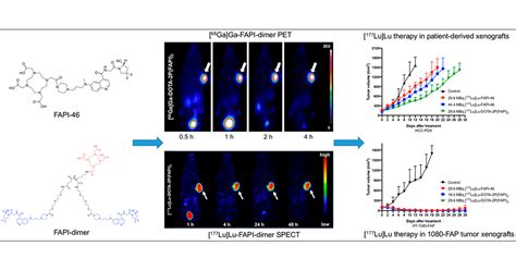 Development Of Fibroblast Activation Protein Inhibitor Based Dimeric