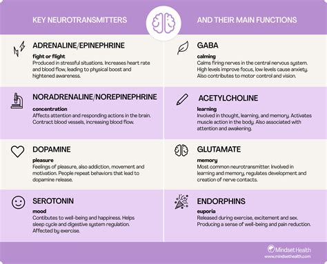 Acetylcholine Neurotransmitter Function