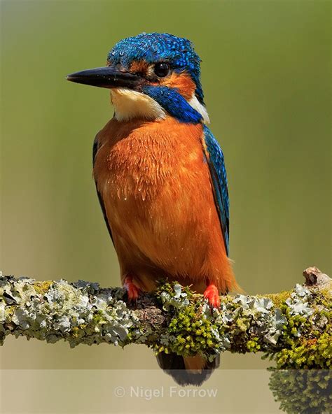 Kingfisher Male Portrait Scotland