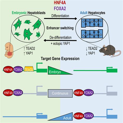 Hippo Signaling Influences HNF4A And FOXA2 Enhancer Switching During