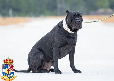 Bane X Bruja Presa Canario Puppy Litter SoCalPresa Top Rated Presa