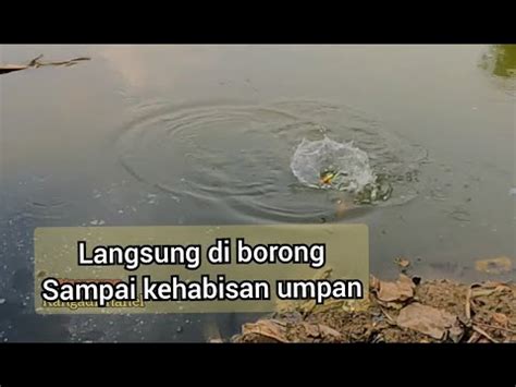 Spot Special Langsung Diborong Ikan Di Pinggiran Bertubi Tubi Straik