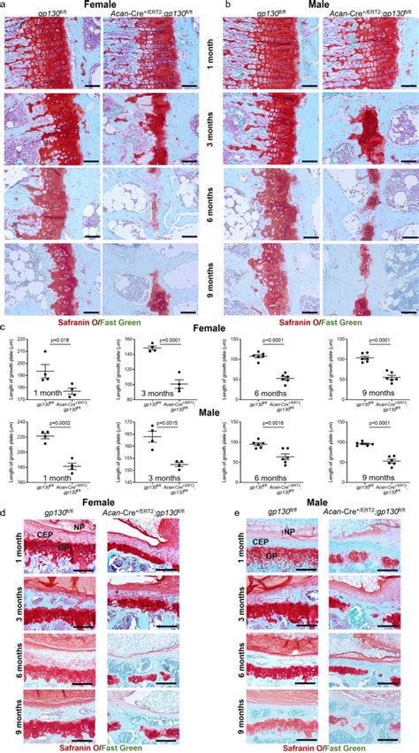 Gp Stat Signaling Is Required For Homeostatic Proliferation And