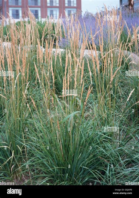 Calamagrostis Acutiflora Karl Foerster Immagini E Fotografie Stock Ad