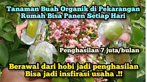 Review Tanaman Buah Yang Cocok Ditanam Dipekarangan Rumah Bisa Panen