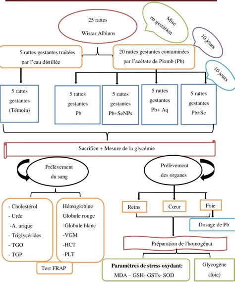 Dosage De Glycog Ne Et Des Param Tres De Stress Oxydatif