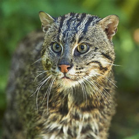 Fishing Cat Wildark