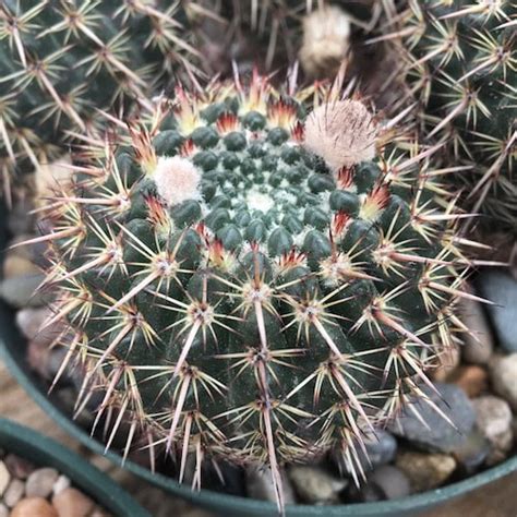 Parodia Notocactus Mammulosus Mesa Garden