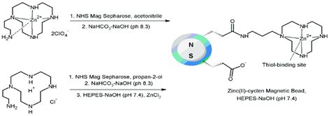 Schematic Representation Of The Zinc II Cyclen Magnetic Beads