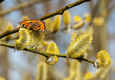 Kostenlose Foto Natur Ast Bl Hen Pflanze Fotografie Blatt Blume