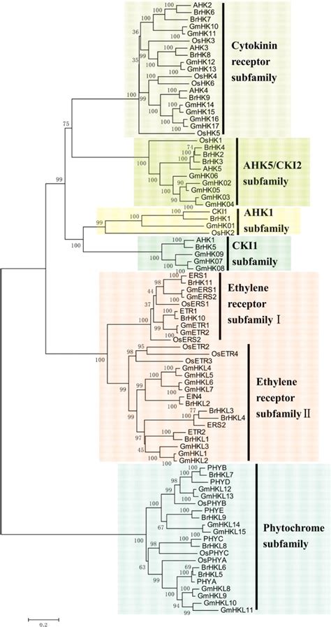 Genome Wide Identification Phylogeny Duplication And Expression