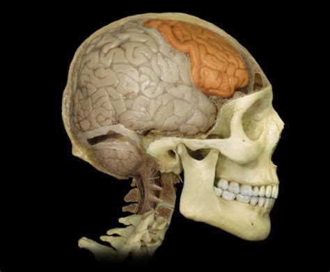 Apr Central Nervous System Flashcards Quizlet