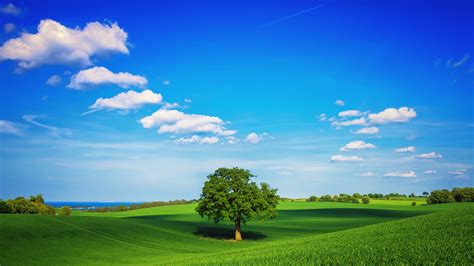 Free Download Hd Wallpaper Blue Sky White Clouds Green Grass