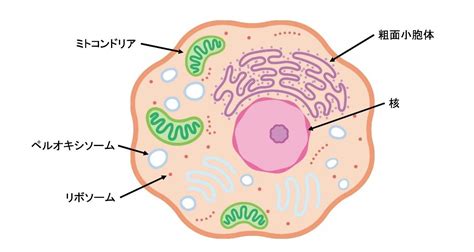 細胞質の構造と機能
