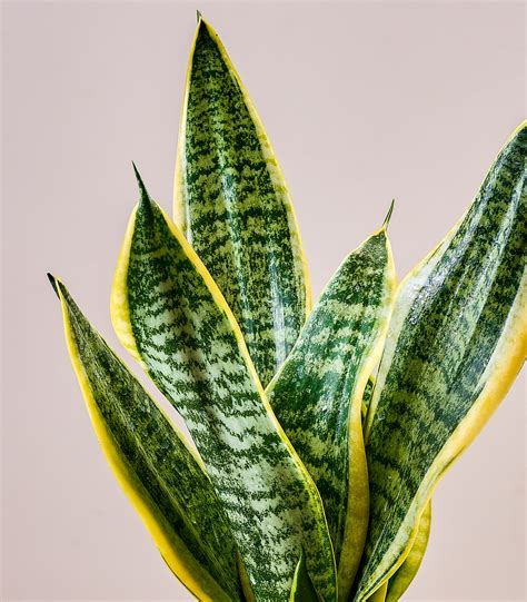 Sansevieria
