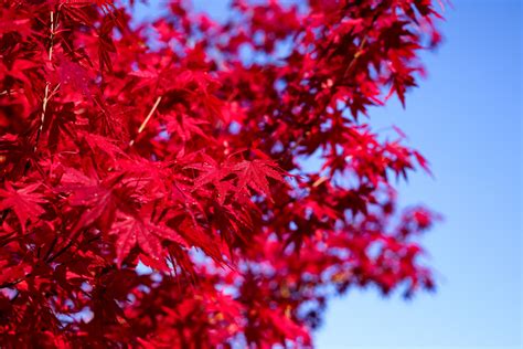 Acer Palmatum O Arce Japon S El Rbol Del Oto O Jardiner A