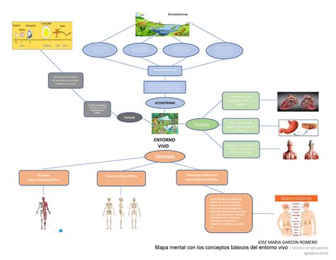 Arriba 49 Imagen Mapa Mental De Los Conceptos Basicos De La Biologia Abzlocalmx