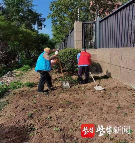 南京栖霞城管开展小区周边绿化整治 进行 马群 菜地