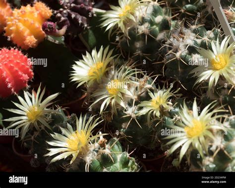 Planta De Cactus O Planta Suculenta Que Crece De Forma Nativa En