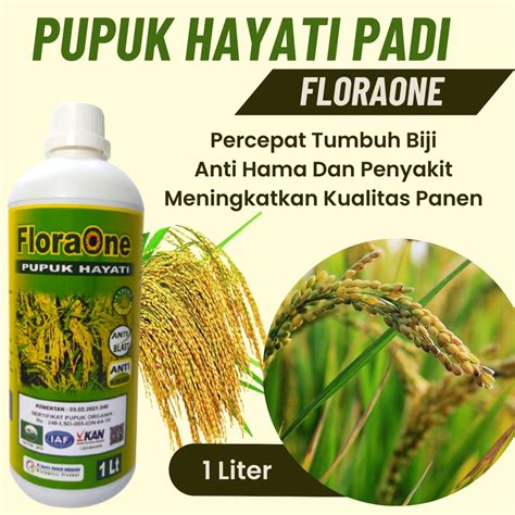 Jual Pupuk Daun Padi Cair Pupuk Padi Musim Kemarau Obat Penyakit