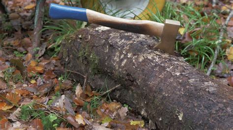 Premium Stock Video Hatchet Stuck Into A Felled Tree In The Woods