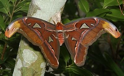 29 best moth wings images on Pinterest | Butterflies, Moth wings and Animales