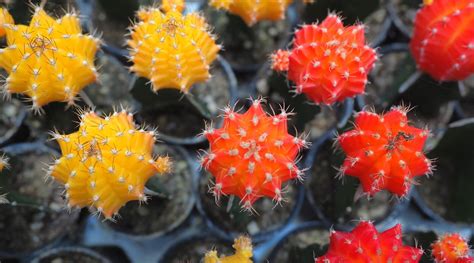 How To Plant Grow And Care For Moon Cactus