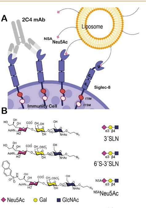 Figure 1 From Structures Of The Inhibitory Receptor Siglec 8 In Complex