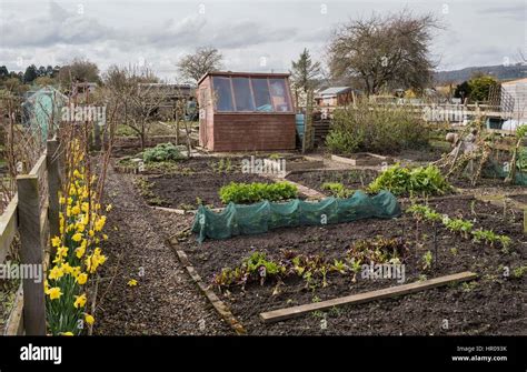 Allotment In Corbridge Stock Photo Alamy