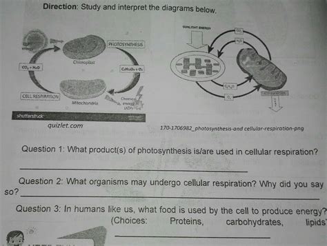 Question 1 What Products Of Photosynthesis Isare Used In Cellular