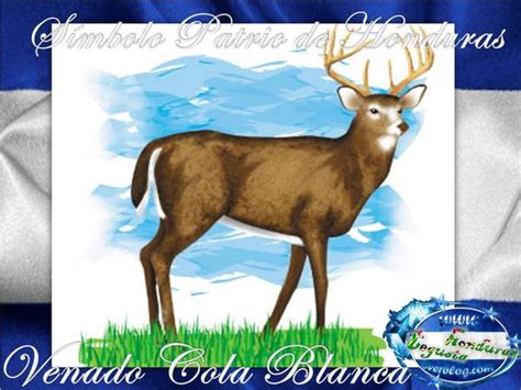 Venado Cola Blanca S Mbolo Patrio De Honduras Historia H Bitat Y