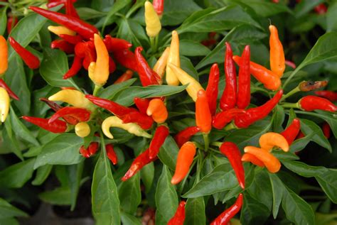 Capsicum Annuum Cayenne Pepper Cayenne Peppers Chili Pepper Chili