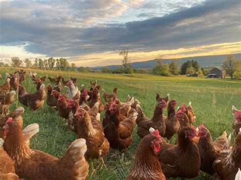 Mushrooms Pasture Raised Eggs And Pork Leesburg Virginia