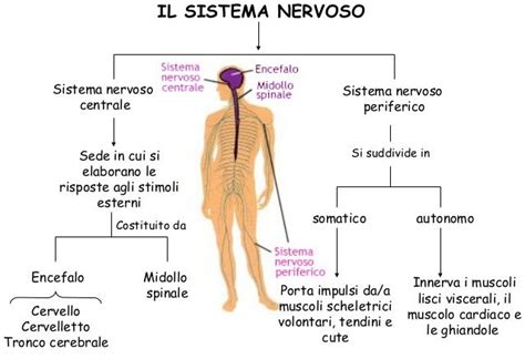 Il Sistema Nervoso Organizzazione Funzionale E Strutturale