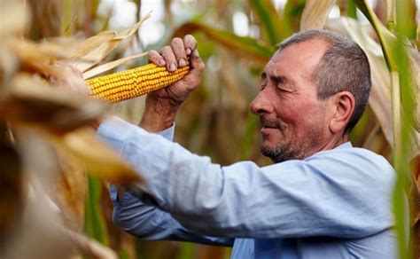 Agroavances Una Nueva Investigaci N Confirma Que El Ma Z