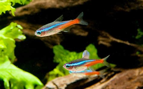 Neon Tetra Habitat Care Feeding Tank Size Breeding Aquariumnexus