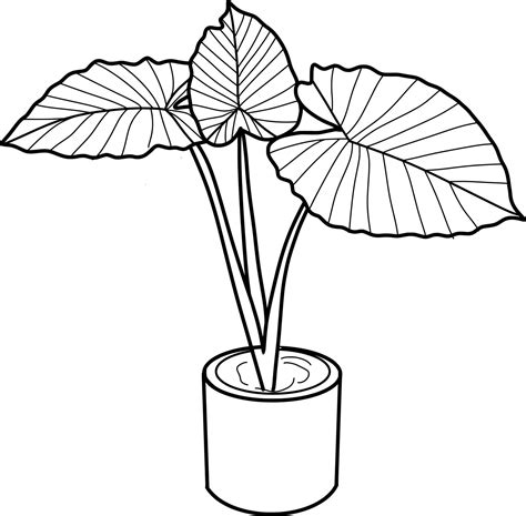 Caladium Plant Lineart Vector Art At Vecteezy