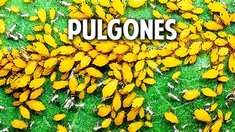 4 Metodos Organicos Para Erradicar El Pulgon De Tu Huerto Cosasdeljardin Pulgones En Las